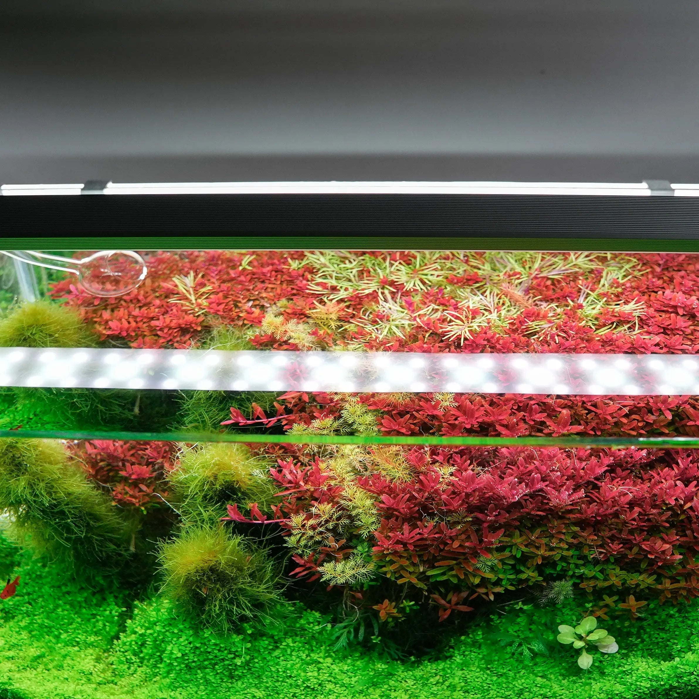 Chihiros B Series LED Light