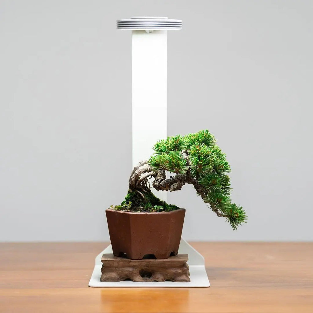 Chihiros Magnetic Light Terrarium Set – DISCONTINUED (FOR DISPLAY ONLY)