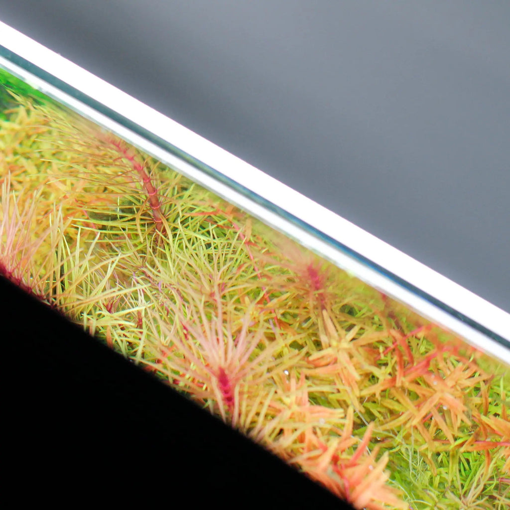 Chihiros White LED Background Lightscreen – DISCONTINUED (FOR DISPLAY ONLY)